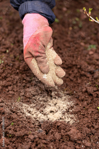 gardener applying Fish Blood and Bone Meal fertiliser organic spring garden food
