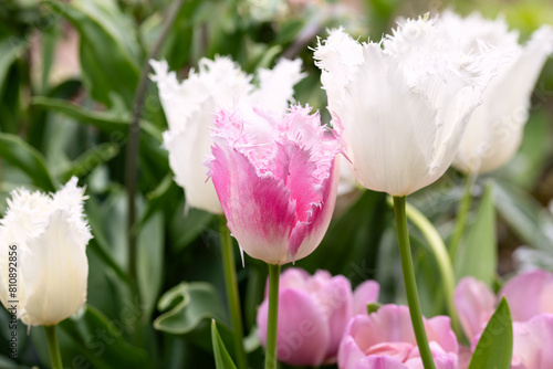 Pink fringed tulips Tulipa growing in a garden