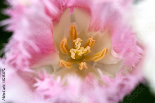 Pink fringed tulips Tulipa growing in a garden