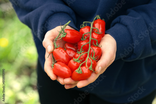 Freshly harvested tomatoes in farmers hands. San marzano tomato