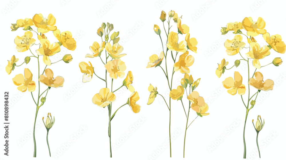 Four of detailed botanical drawings of blooming rapes