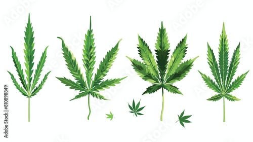 Four of different realistic green hemp with seeds. 