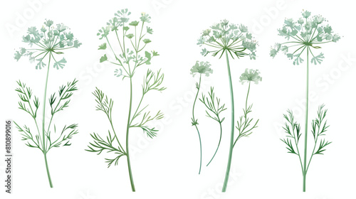 Four of elegant drawings of dill plant with flowers l