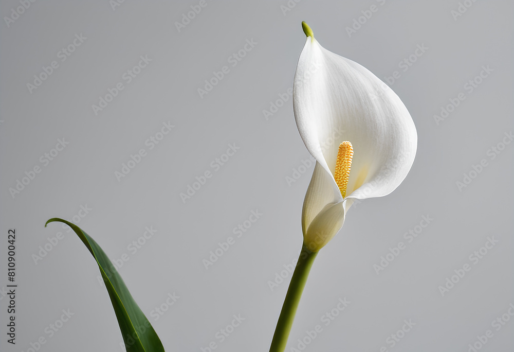 Fototapeta premium Photo of an elegant calla lily with a solid white background 