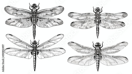 Four of various dragonflies in different poses. Monoc