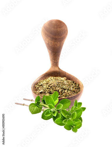 Oregano spice fresh and dry. Dry oregano in the wooden spoon.
