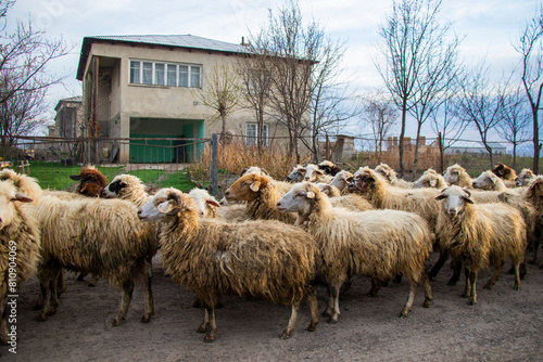Sheep in the village