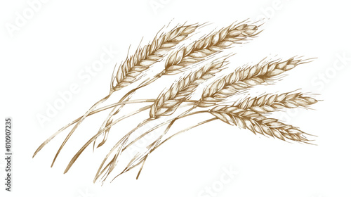 Gold rye cereal grain spikelet with seed ears 