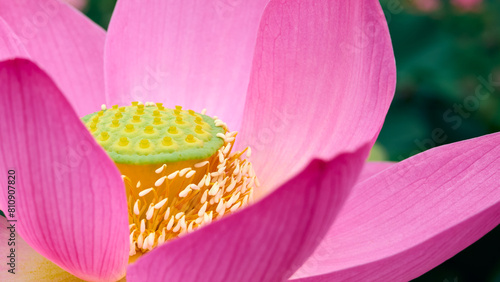 Lotus flower (Nelumbo, Nelumbo nucifera, Nelumbo komarovii)..Beautiful rare blooming lotus close-up photo