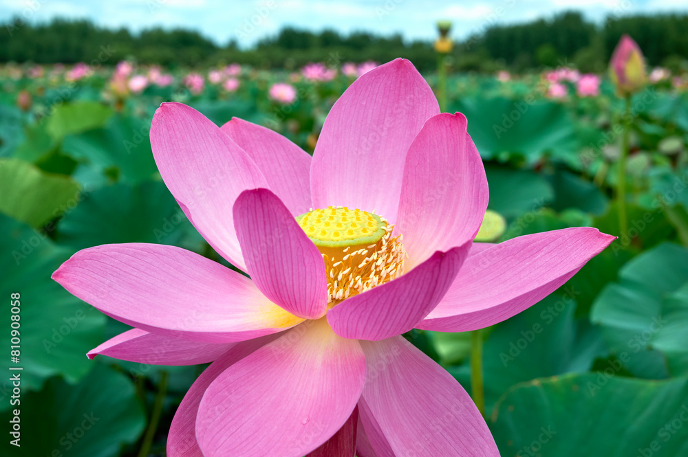 Lotus flower (Nelumbo, Nelumbo nucifera, Nelumbo komarovii)..Beautiful rare blooming lotus close-up Lotus flower (Nelumbo, Nelumbo nucifera, Nelumbo komarovii)..Beautiful rare blooming lotus close-up