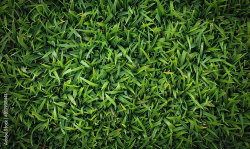 A closeup of green leaves on a shrub, a terrestrial plant