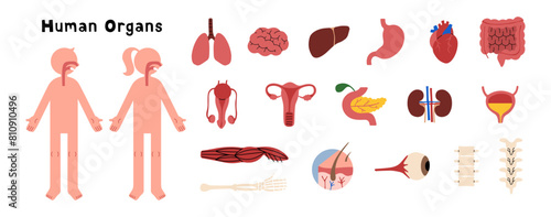 Human Organs collection 1 cute on a white background, vector illustration.