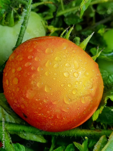 Tomatoes