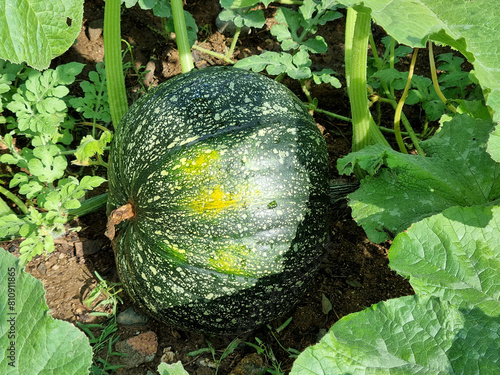 Sweet squash grows in the garden.