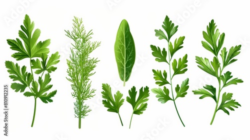 An illustration of spice leaves  parsley  dill  and arugula. Ingredients for a vegetable salad  isolated on a white background.