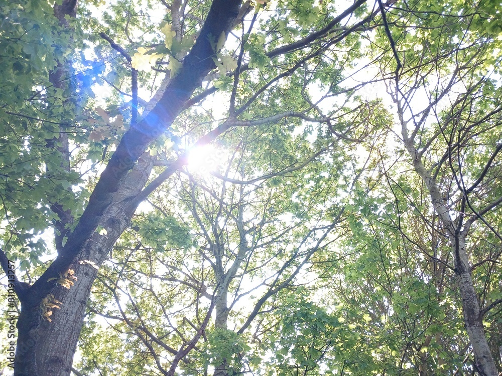 Fototapeta premium tree in the forest sunlight