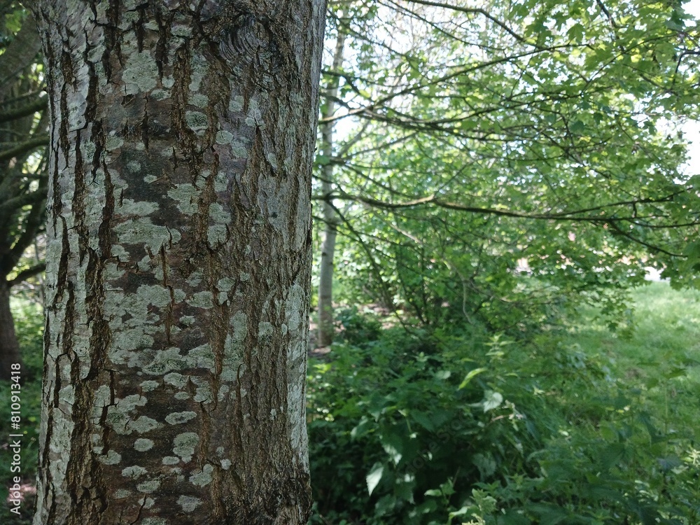 tree trunk in the forest tree trunk in the forest
