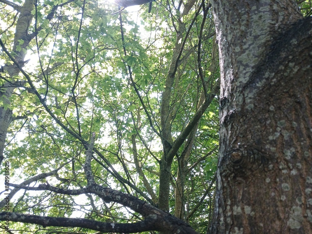 Fototapeta premium tree trunk in the forest