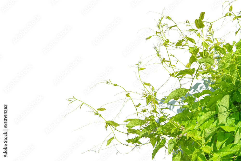 A fresh green leaves background have copy space A fresh green leaves background have copy space