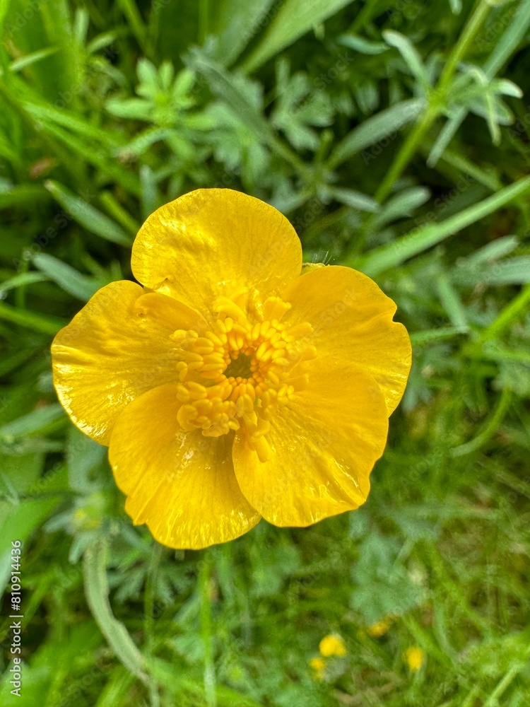 yellow flower yellow flower