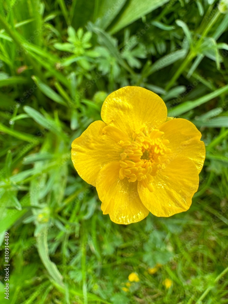 yellow flower with leaves yellow flower with leaves