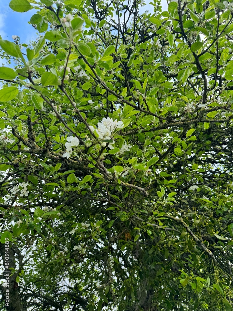 Apple flower Apple flower