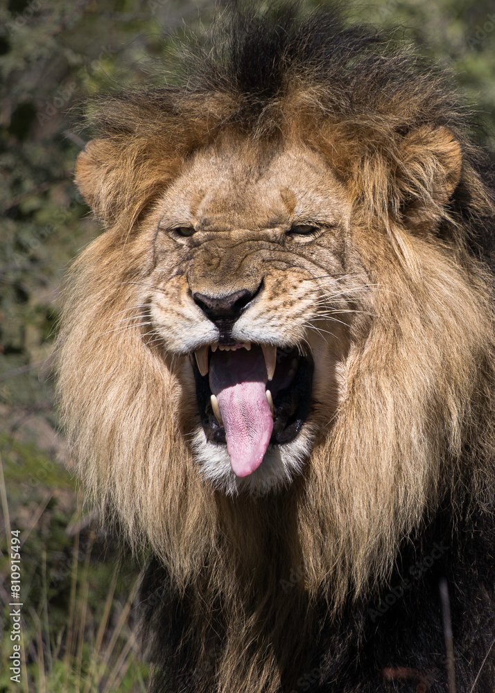 Fototapeta premium Male lion closeup portrait making a funny face, detecting scent by opening its mouth to detect pheromones, portrait image