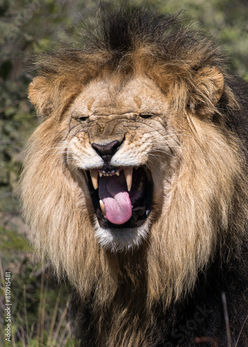 Male lion closeup portrait making a funny face  detecting scent by opening its mouth to detect pheromones  portrait image