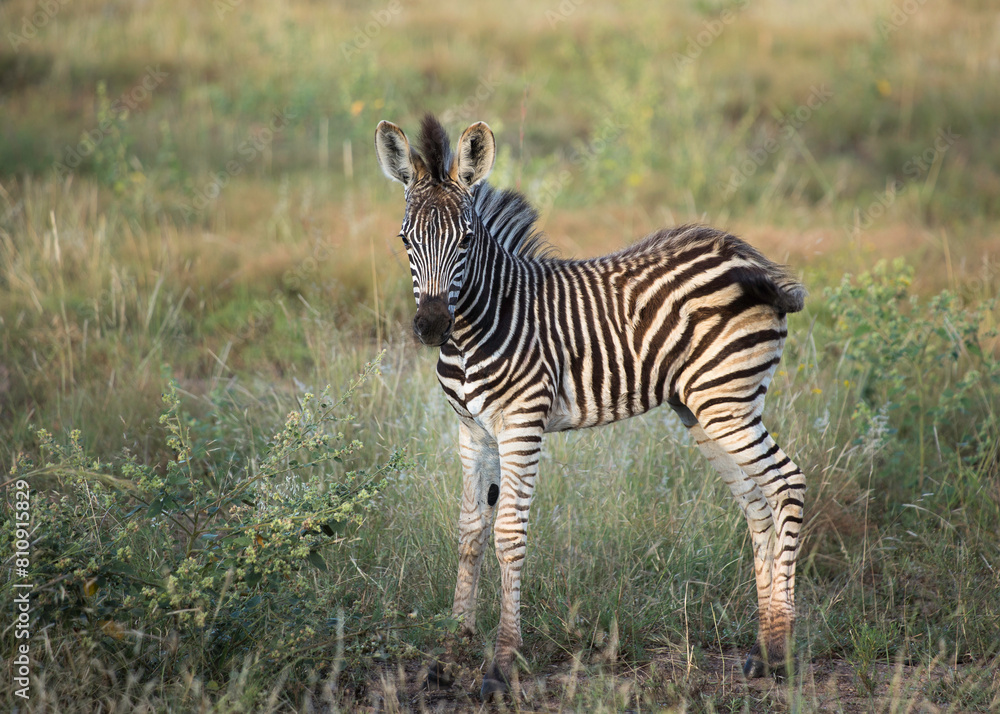 Obraz premium A cute baby zebra standing in the field looking at the camera swinging its tail