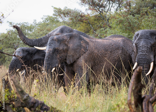 A herd of African elephants (Loxodonta) standing in the rain in the bush