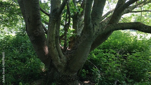 tree in the forest