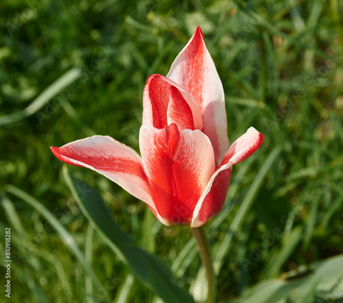 Pinocchio tulip 