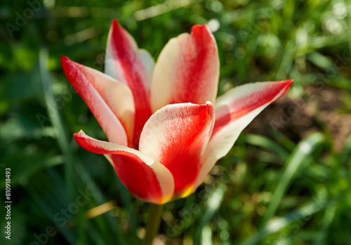 Pinocchio tulip 