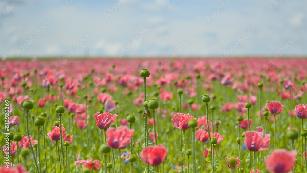 Poppy Field Landscape
