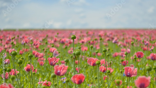 Poppy Field Landscape  © space_of_work