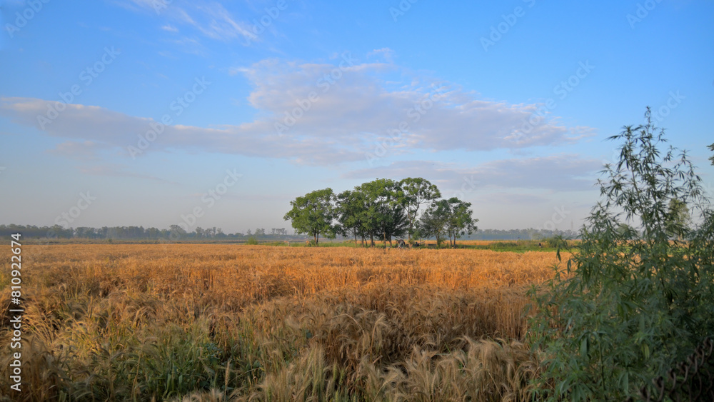 Beautiful landscape picture of wheat farms. Beautiful landscape picture of wheat farms.