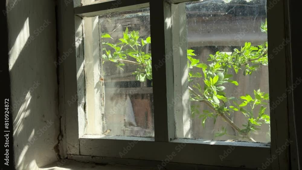 View of the window in an old country house. Outside the window, the wind is shaking the tree branches. Old window frame. View of the window in an old country house. Outside the window, the wind is shaking the tree branches. Old window frame.