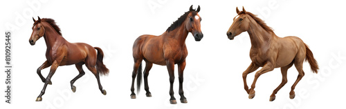 Set of Brown horse Isolated on transparent background, png