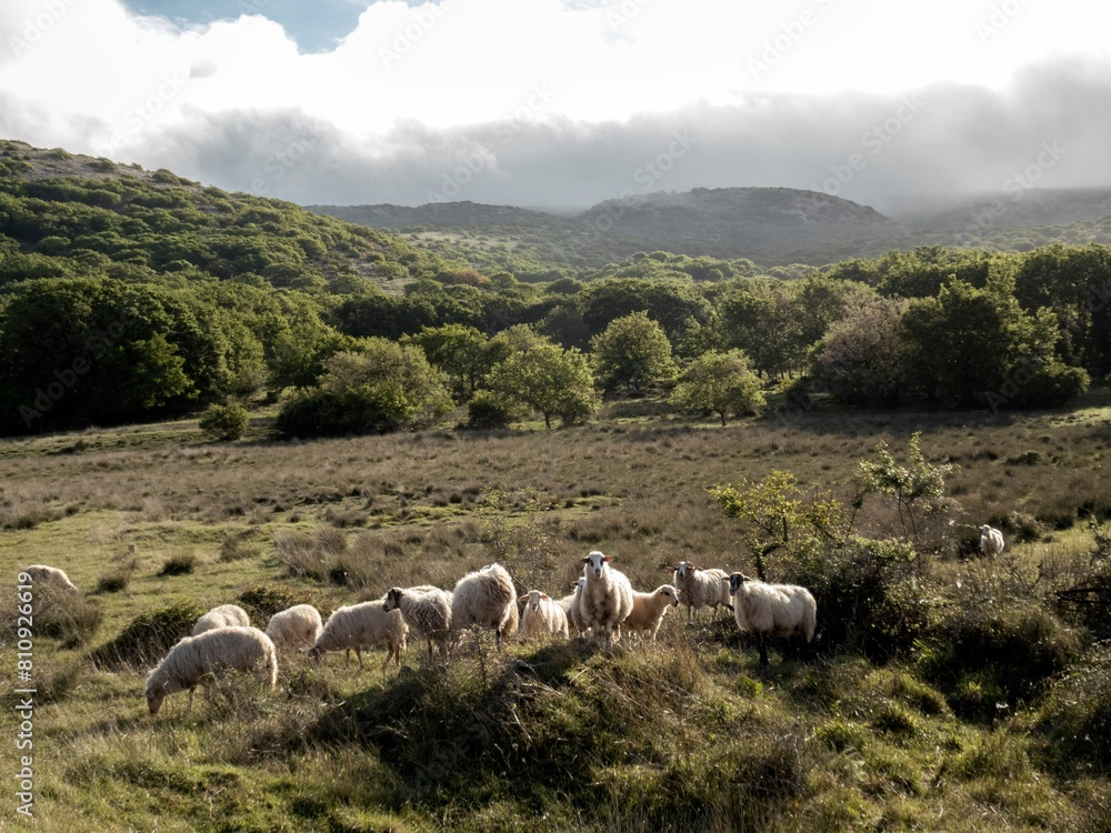 Obraz premium forest