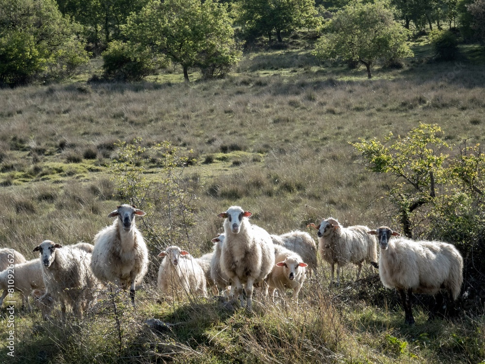 Obraz premium forest