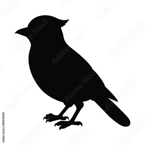 silhouette of a animal blue jay bird on white