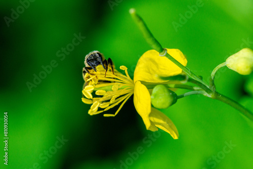 Close up of Chelidonium majus, the greater celandine flower with honey bee collecting nectar