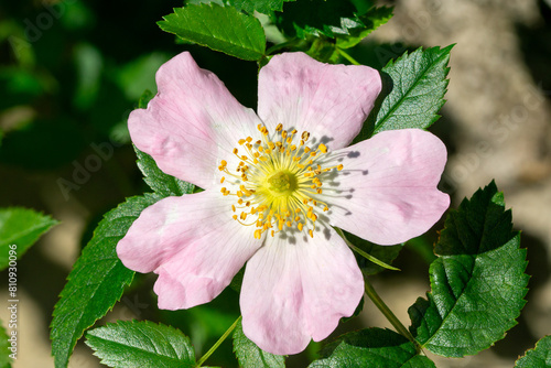 Top view of Rosa corymbifera, the thicket dog rose blossom in spring