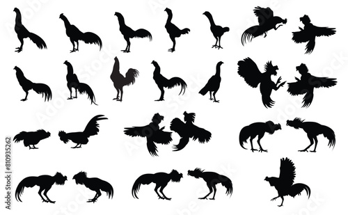 Set of cockfighting silhouettes Native chicken fighter, vector, assembled