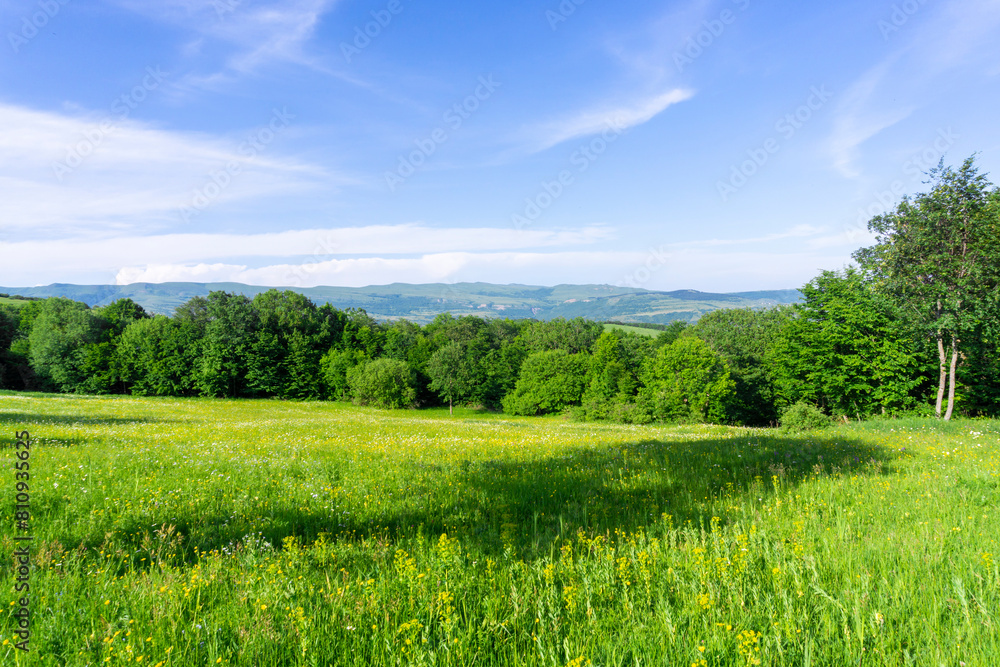 Fototapeta premium A field blooming with yellow flowers surrounded by bushes. Mountains, blue sky with clouds