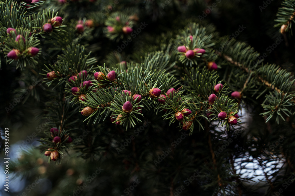 Blooming cones on an old fir tree Blooming cones on an old fir tree