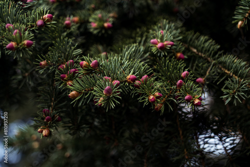 Blooming cones on an old fir tree