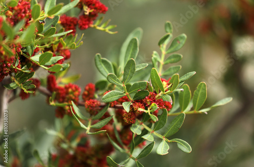 Mastic bush wild pistachio red flowering