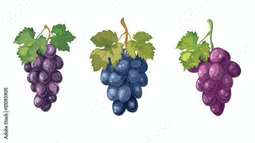 Isolated grapes fruit design Vector illustration. Vector