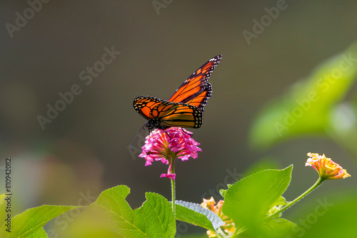 Wanderer Butterfly (Danaus plexippus plexippus) resting on pink flower with lush greenery